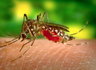 Virus Nyamuk yang Sama Dengan DBD