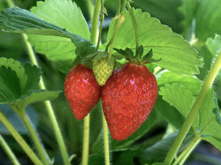 Menanam Strawberry Dengan Bubble Wrap